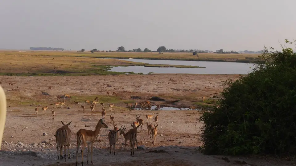 K15-Impalas.jpg