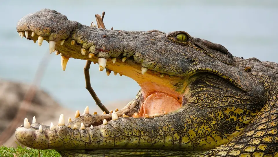 K16-Krokodil.jpg