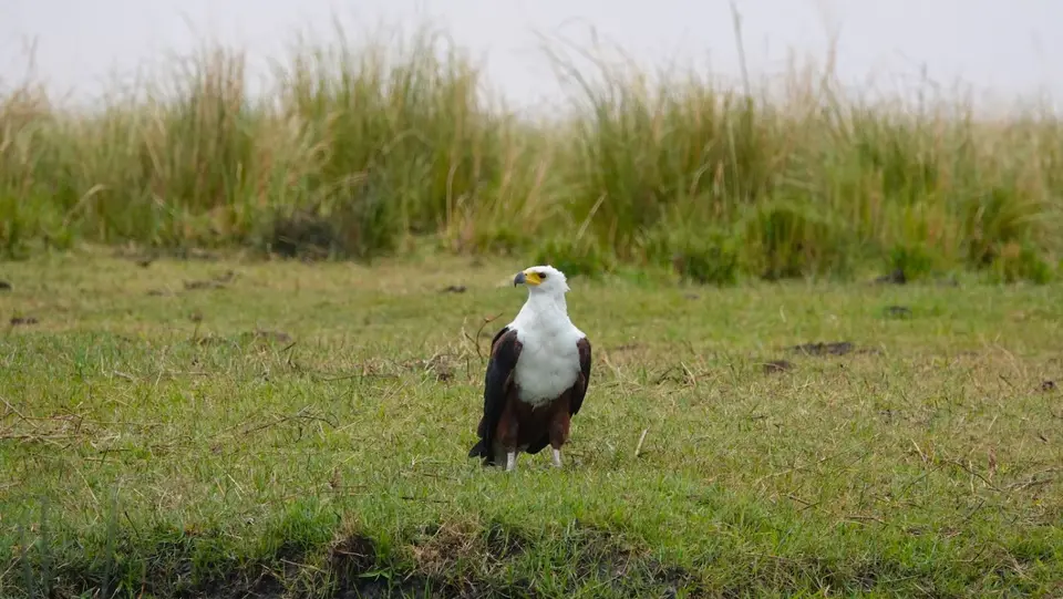 K16-Schreiseeadler.jpg
