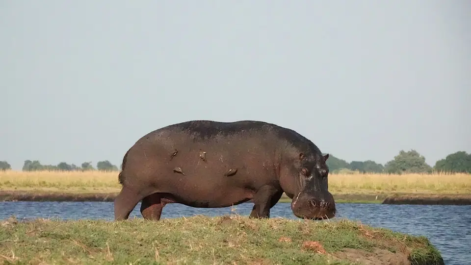 K17-Hippo.jpg