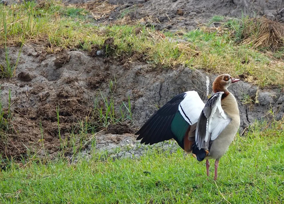 K17-Nilgans.jpg