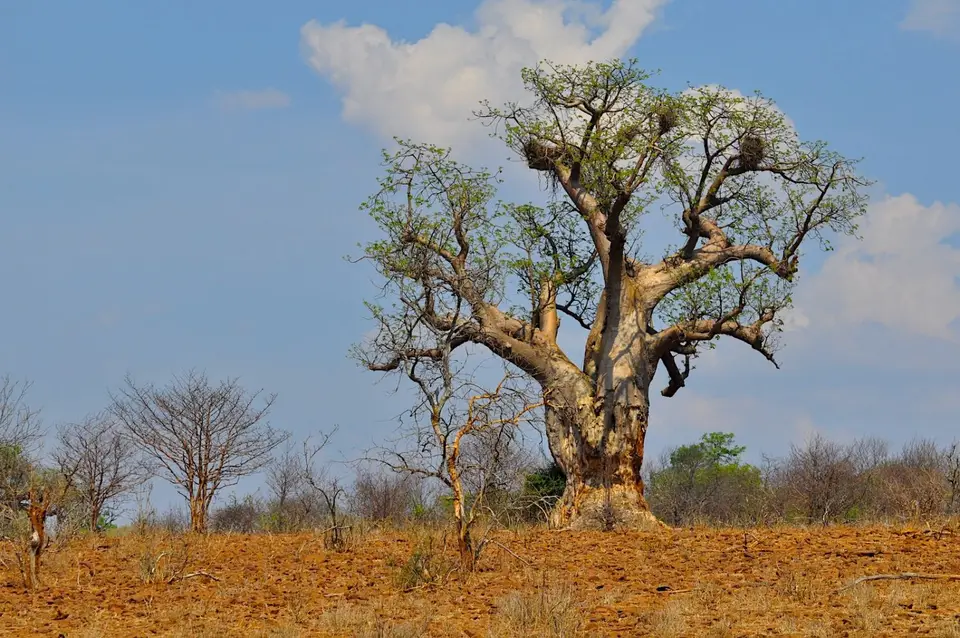 K19-Baobab.jpg