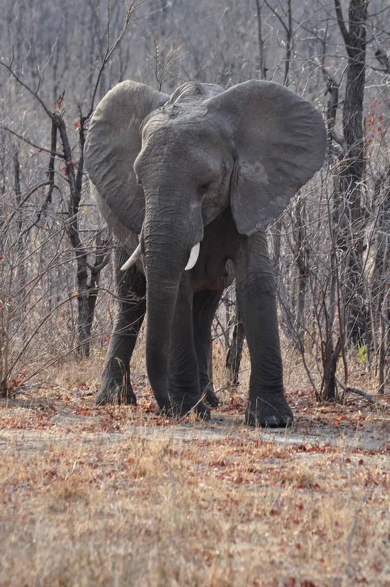 K4-derersteElefant.jpg