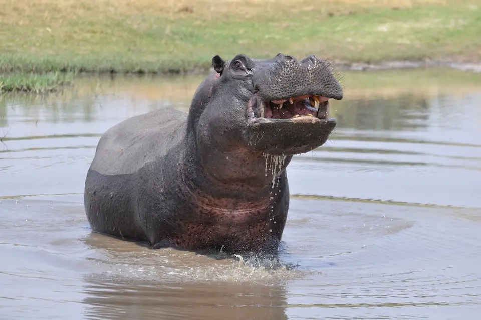 K5-Hippo.jpg