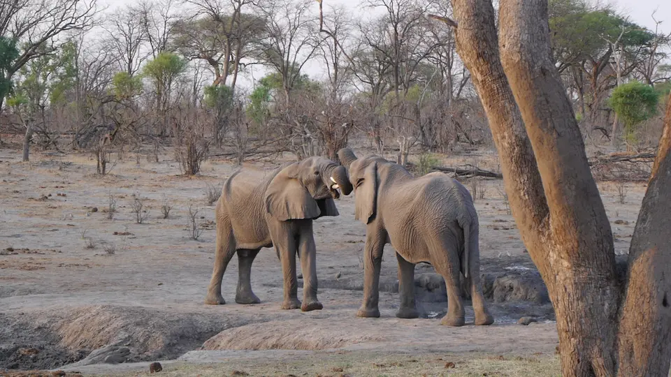 K5-Morgenelefant.jpg