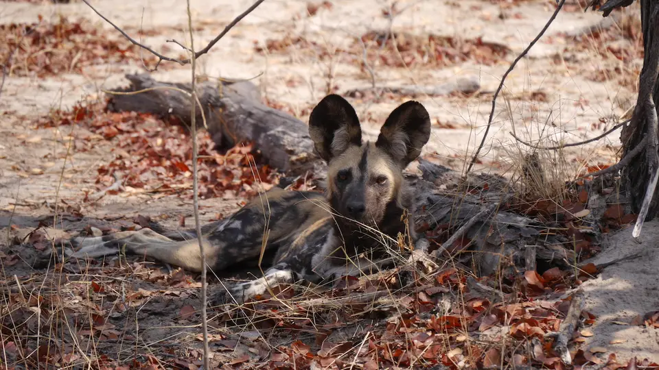 K5-Wildhund.jpg