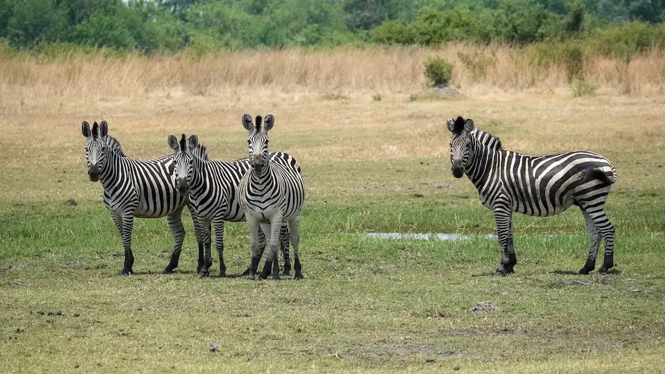 K5-Zebras-2.jpg