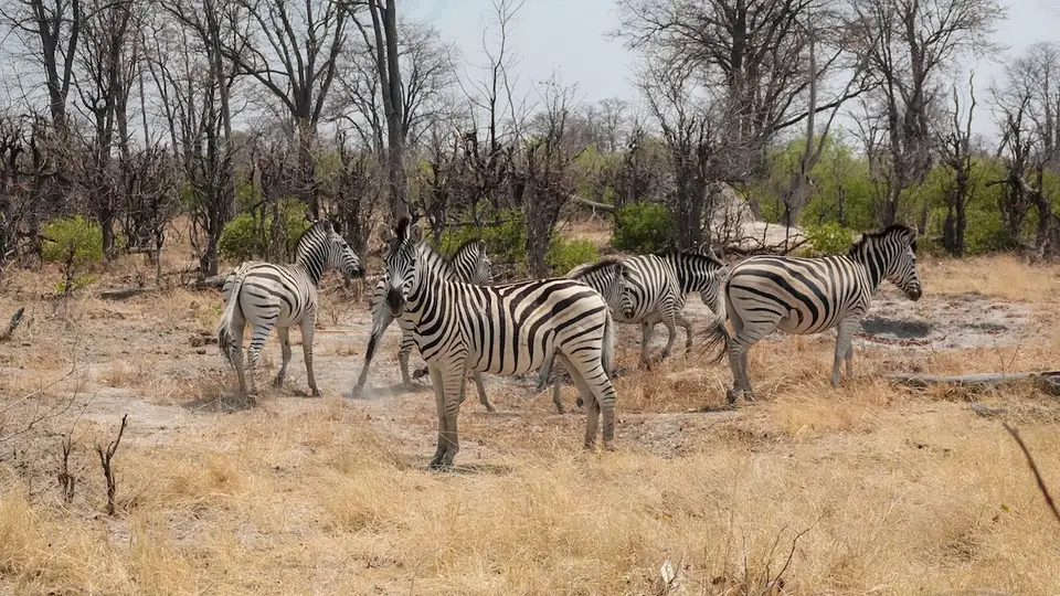 K5-Zebras.jpg