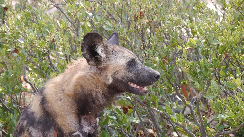 K5M-Wildhund.jpg