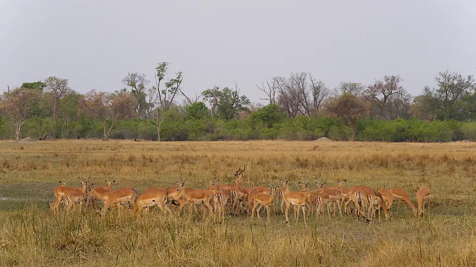 K6-Impalas.jpg