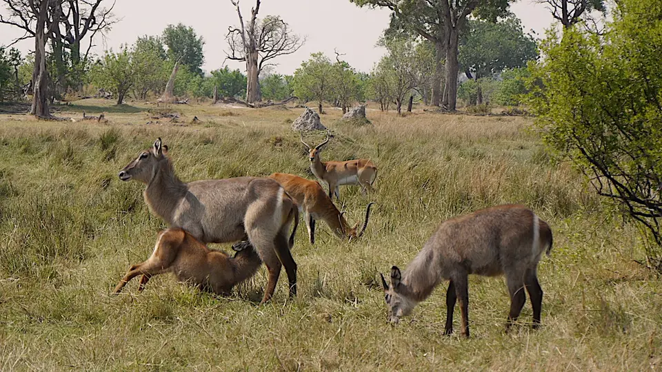 K7-WasserboeckemitImpala.jpg
