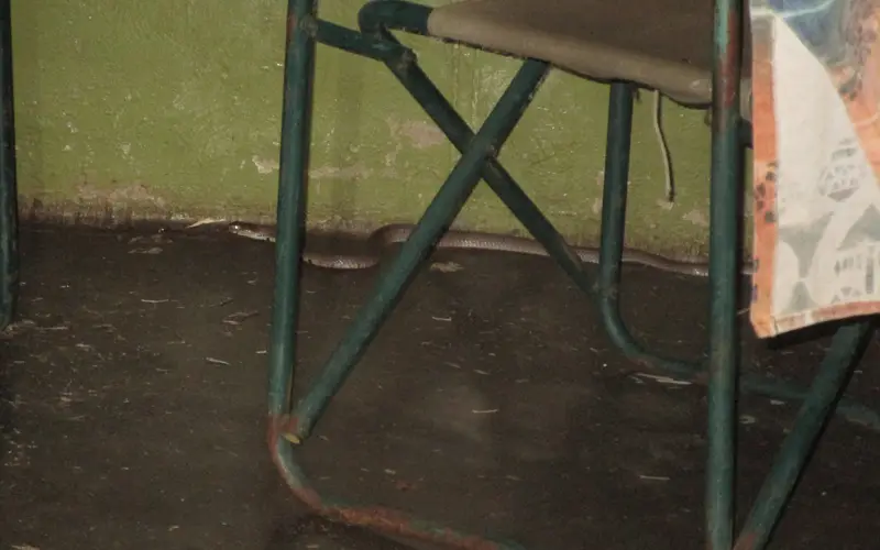 schlange.jpg