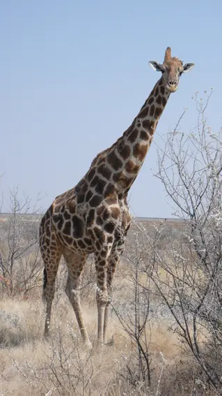 13_giraffe_hoernchen_2011-12-13.JPG