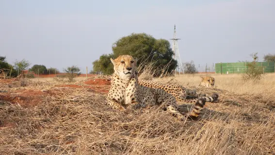 4_Cheetah1.JPG