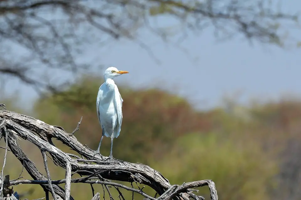comp_DSC_2968.jpg
