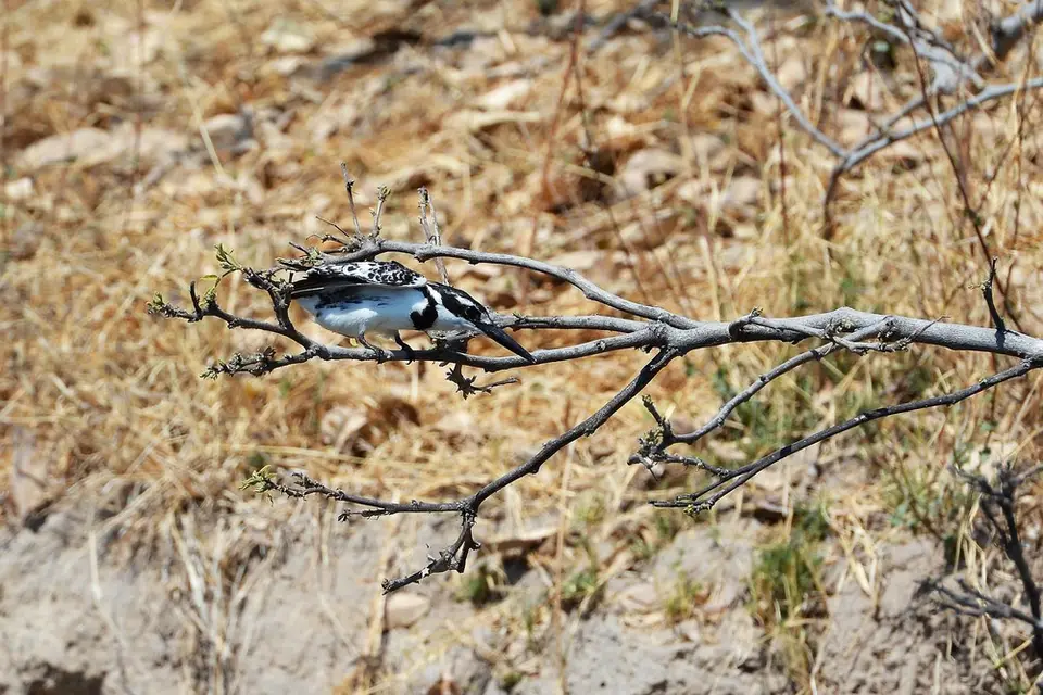 comp_DSC_3016.jpg