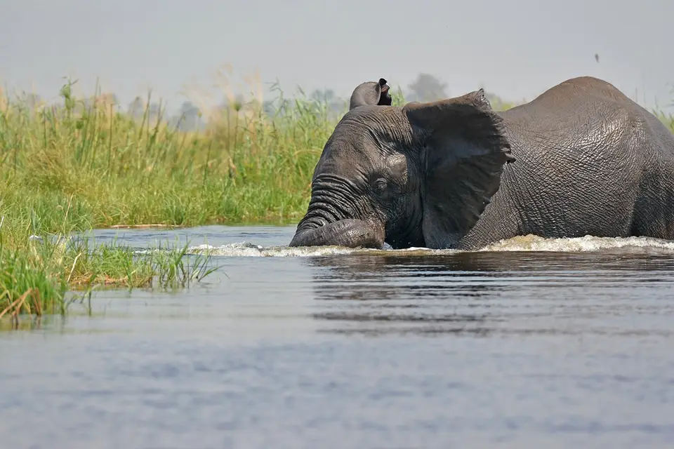 comp_DSC_3276.jpg
