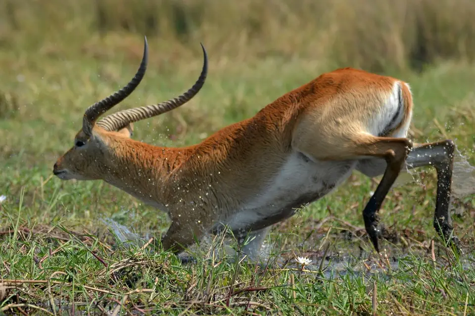 comp_DSC_3513.jpg