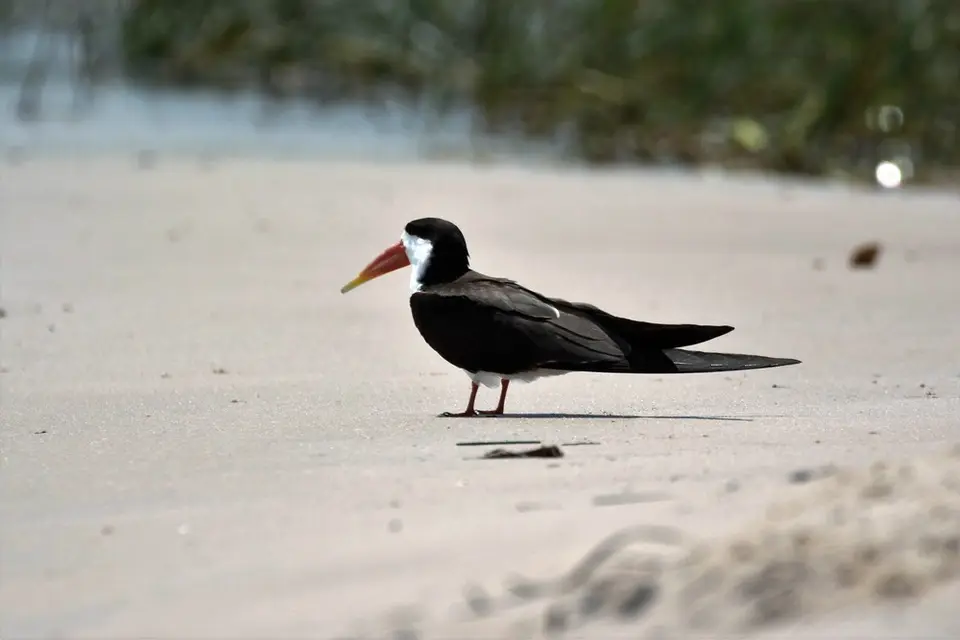 comp_DSC_3637.jpg