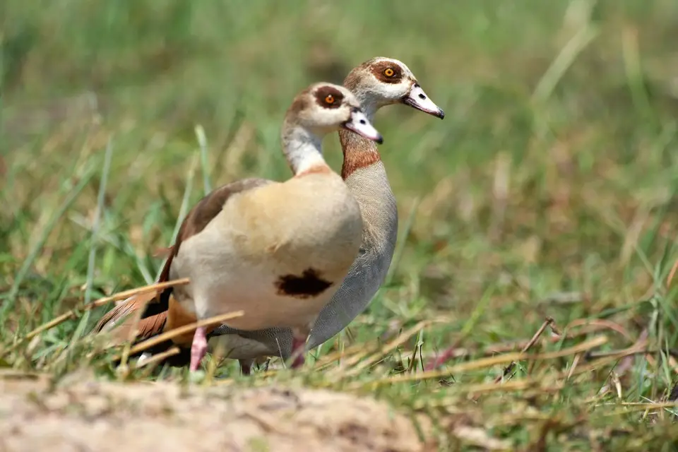 comp_DSC_3651.jpg