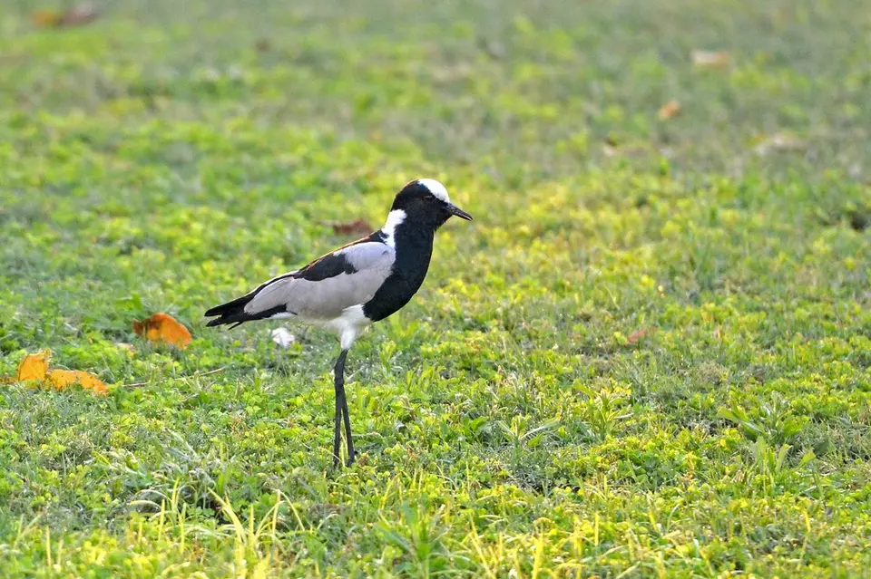 comp_DSC_3850.jpg