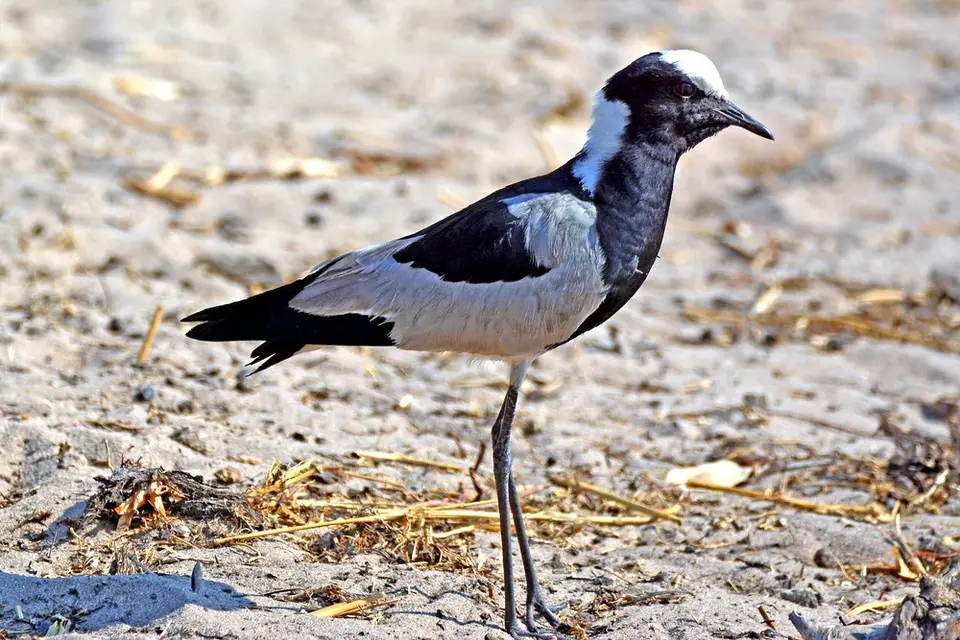 comp_DSC_4149.jpg