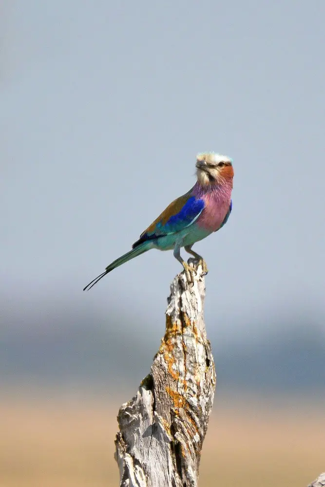 comp_DSC_4235.jpg