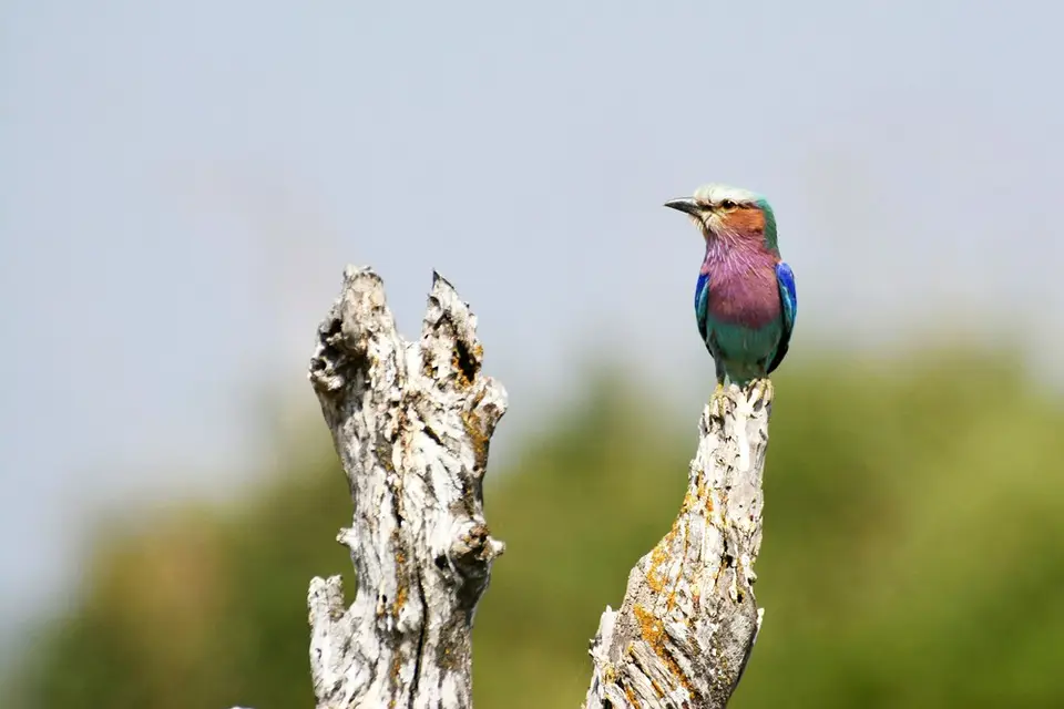 comp_DSC_4239.jpg