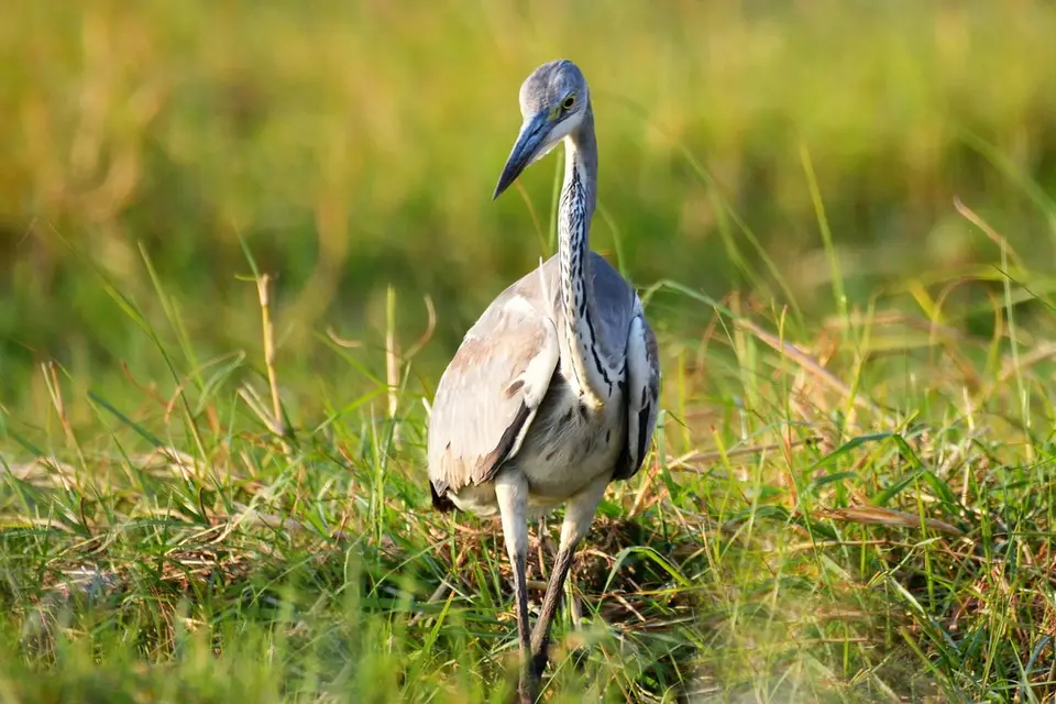comp_DSC_4380.jpg