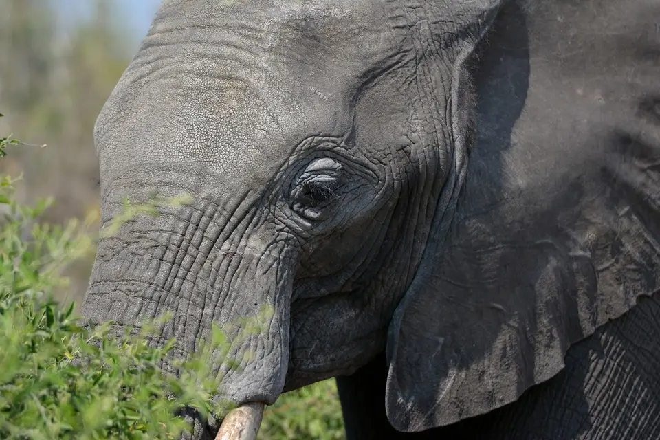 comp_DSC_4531.jpg