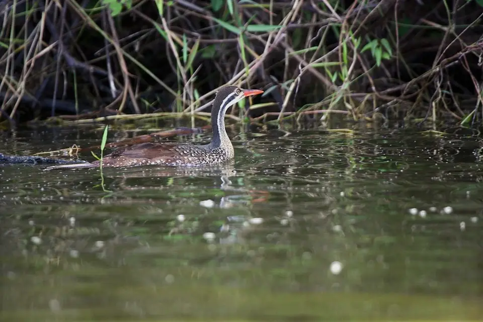 comp_DSC_4613.jpg