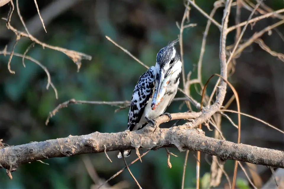 comp_DSC_4624.jpg