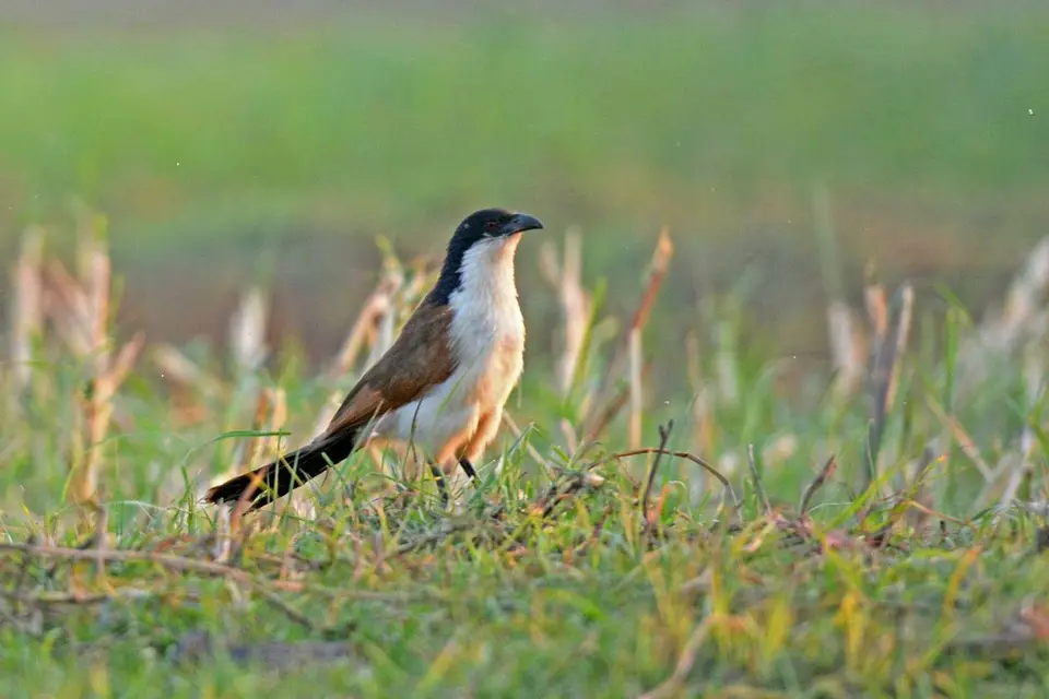 comp_DSC_4827.jpg