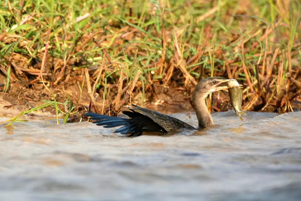 comp_DSC_4929.jpg