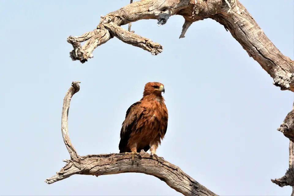 comp_DSC_5727.jpg