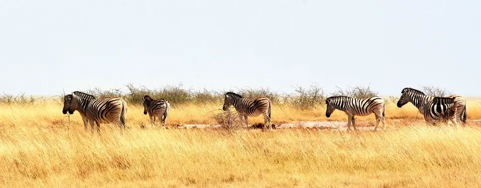 comp_DSC_5737.jpg