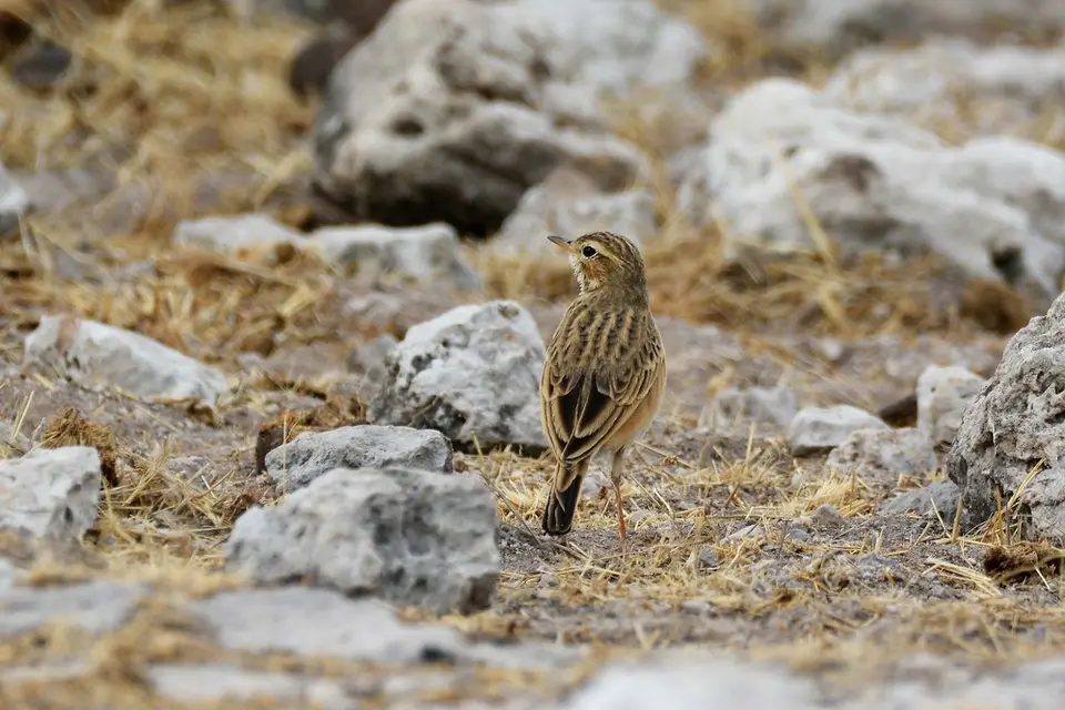 comp_DSC_6144.jpg