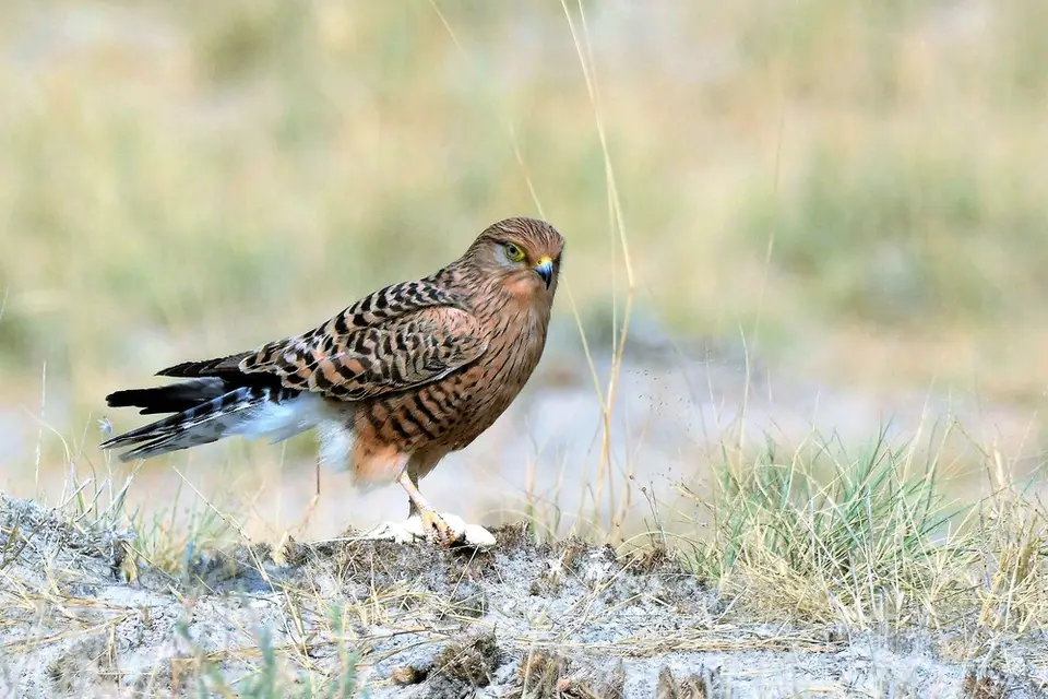comp_DSC_6326.jpg