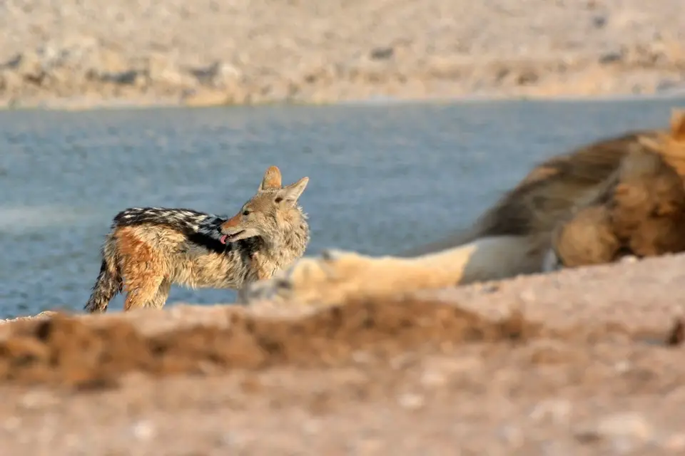 comp_DSC_6390.jpg