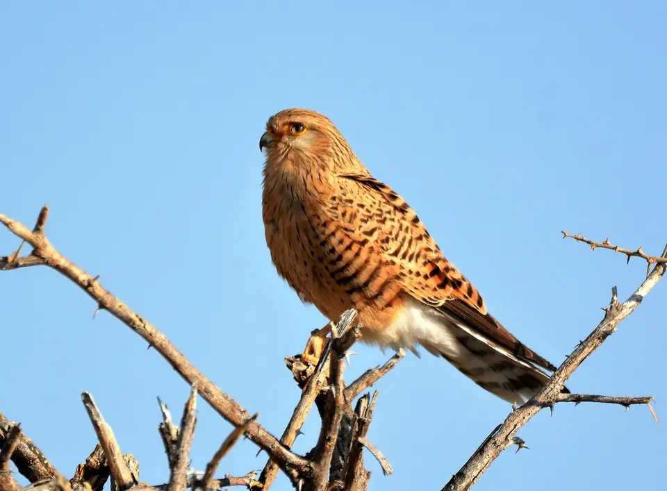 comp_DSC_6468.jpg