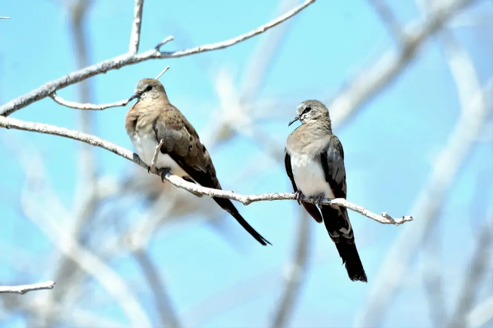 comp_DSC_6542.jpg
