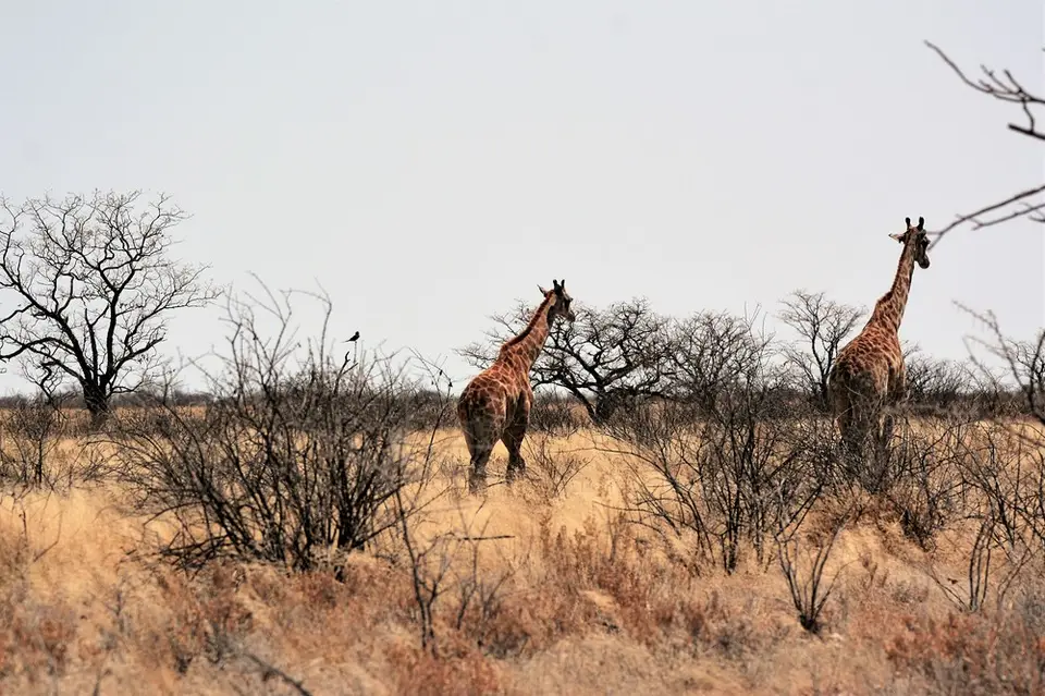 comp_DSC_6587.jpg