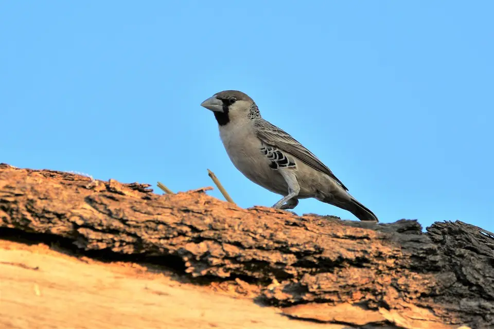 comp_DSC_6680.jpg