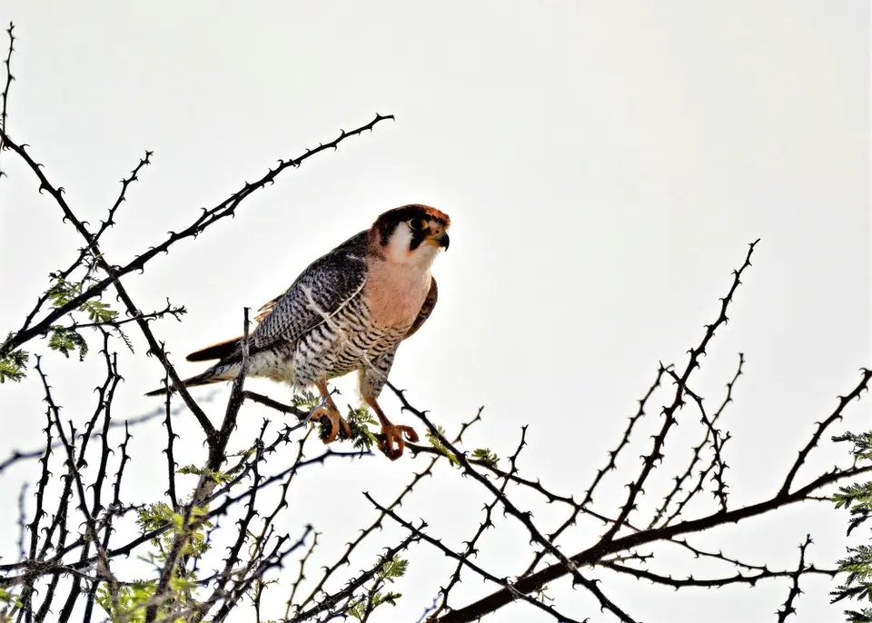 comp_DSC_6700.jpg