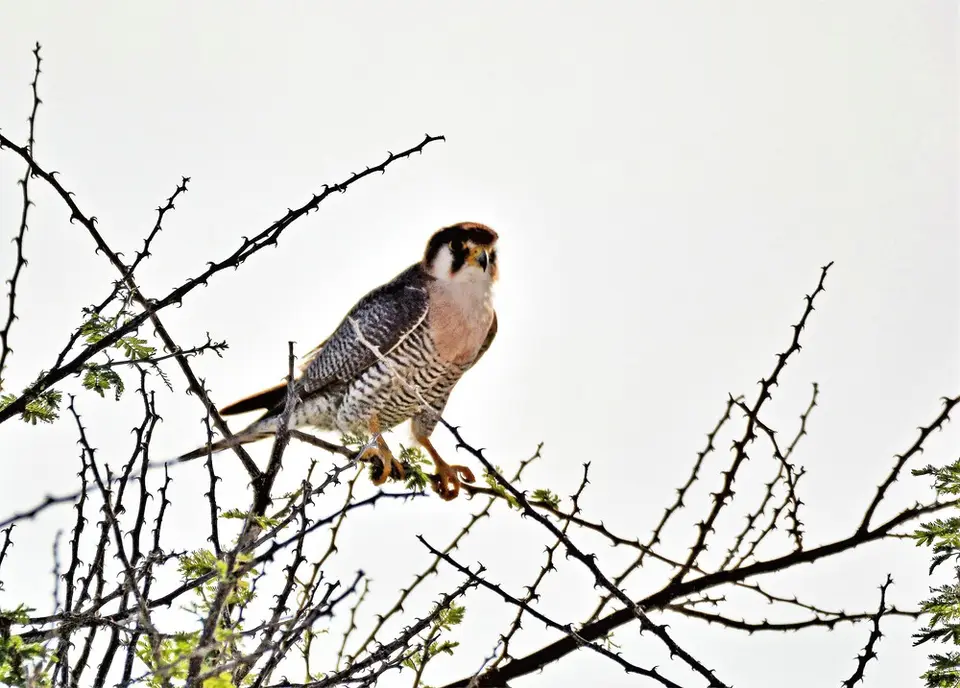 comp_DSC_6702.jpg