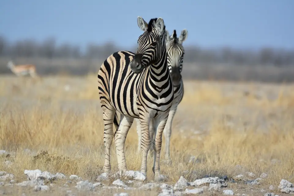 comp_DSC_6772.jpg