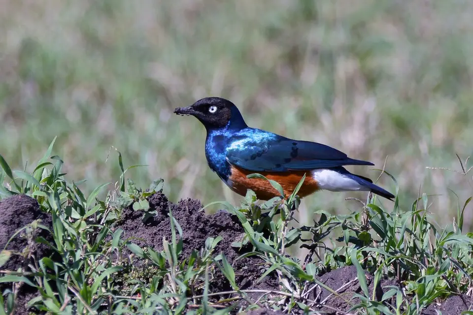 comp_DSC_9353.jpg