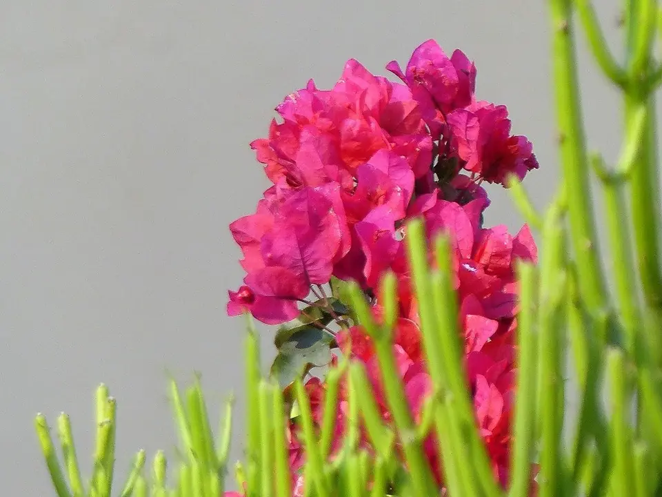 comp_P1070976-2.jpg