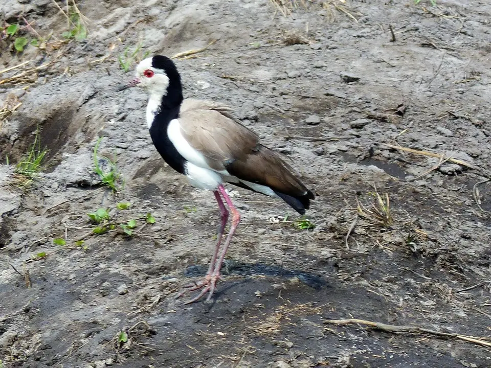 comp_P1080536.jpg