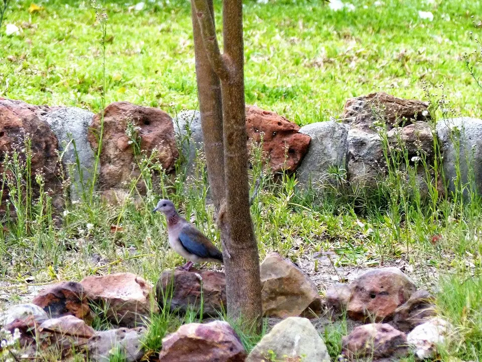 comp_P1080791.jpg